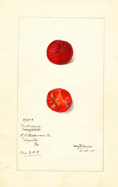 Cudrania Tricuspidata