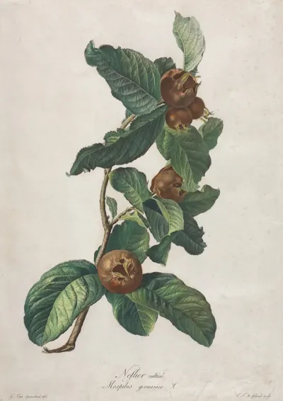 Cultivated Medlar Mespilus Germanica