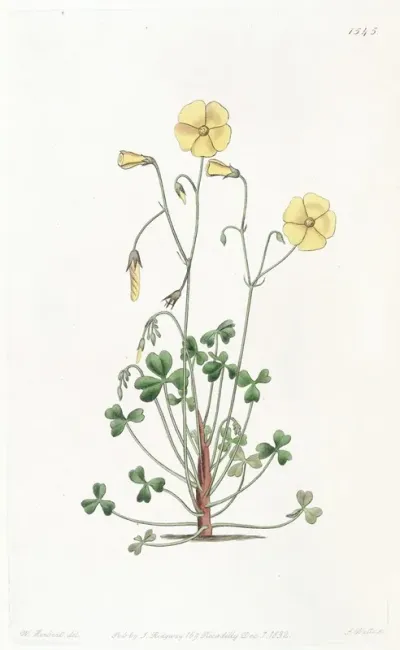 Cummings Oxalis