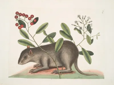 Cuniculus Bahamensis The Bahama Coney Pittoniae