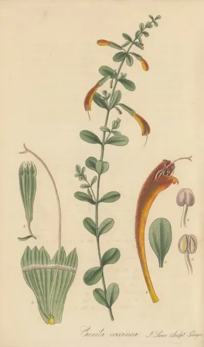 Cunila Coccinea