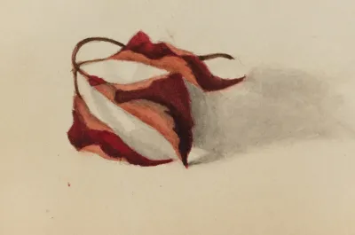 Curled Autumn Leaves