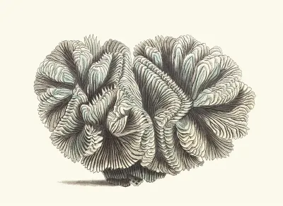 Curled Madrepore