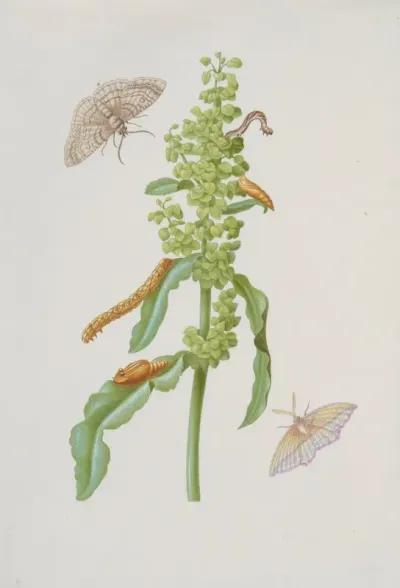 Curly Dock With Metamorphoses Of The Small Engrailed And The Blood Vein