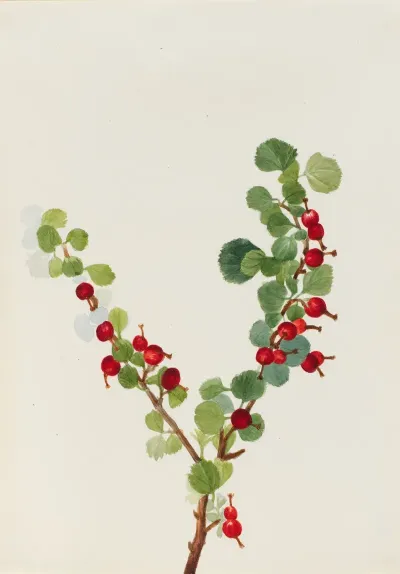 Currant Unfinished Ribes Species
