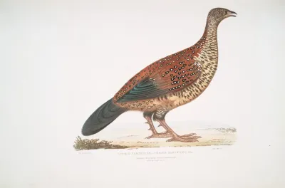 Curria Partridge Perdix Hardwickii
