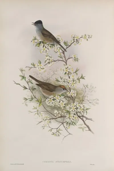 Curruca Atricapilla Blackcap