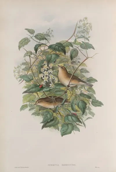 Curruca Hortensis Garden Warbler