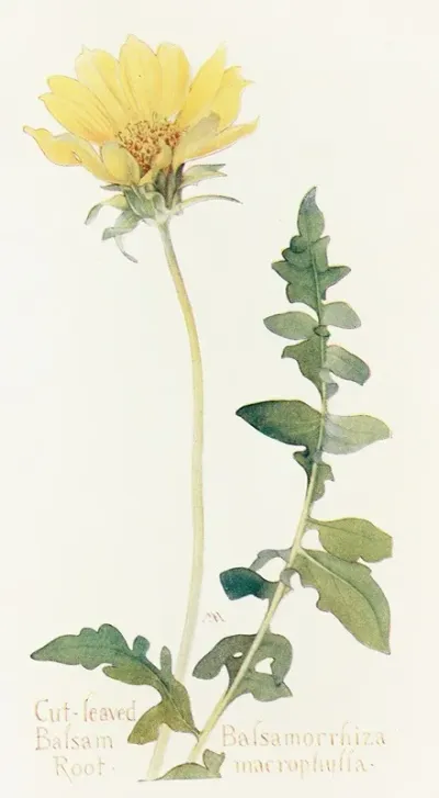 Cut Leaved Balsam Root