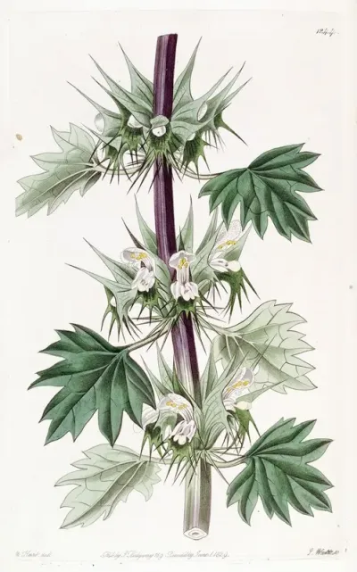 Cut Leaved Chasmonia
