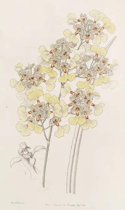 Cut Lipped Oncidium