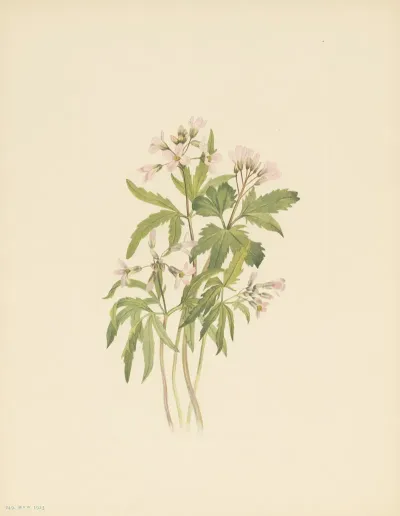 Cut Toothwort Dentaria Laciniata 3