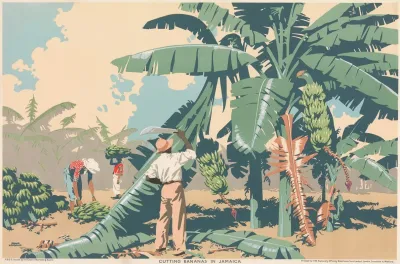 Cutting Bananas In Jamaica