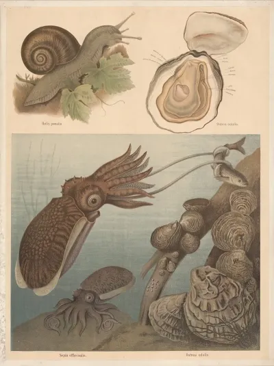 Cuttlefish Sepia Officinalus Oysters Ostrea Edulis