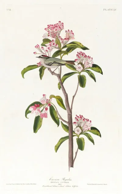 Cuviers Regulus