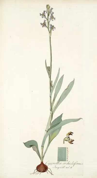 Cyanella Orchidiformis