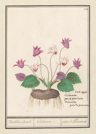 Cyclaam Cyclamen Varckens Brood Ciclamen Pain De Pourceaux