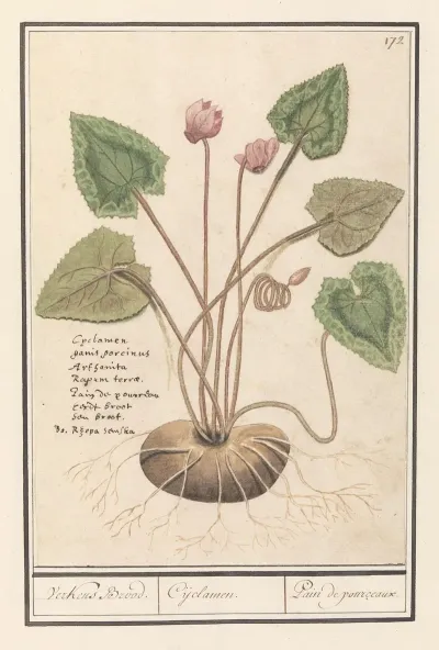 Cyclaam Cyclamen Verkens Brood Cijclamen Pain De Pourceaux