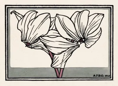 Cyclamen 2
