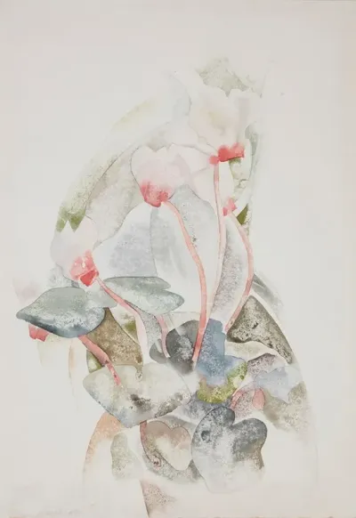 Cyclamen 7