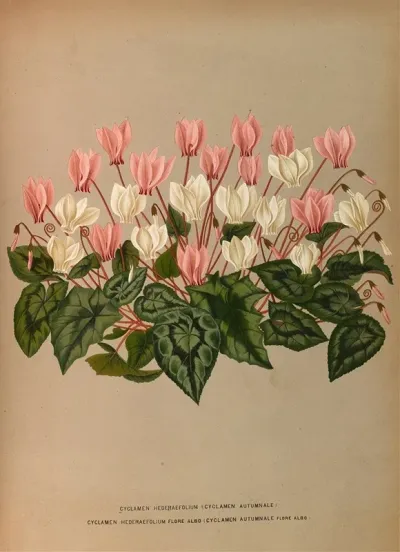 Cyclamen Hederaefolium Cyclamen Autumnale
