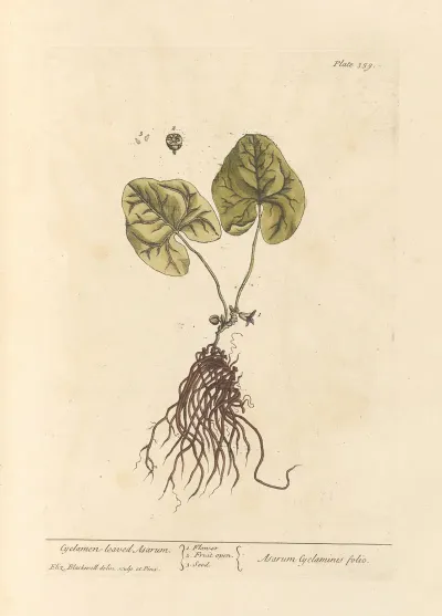 Cyclamen Leaved Asarum