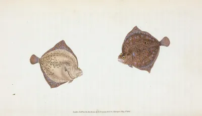 Cyclops Flounder Pleuronectes Cyclops