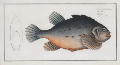 Cycloterus Lumpus The Lump