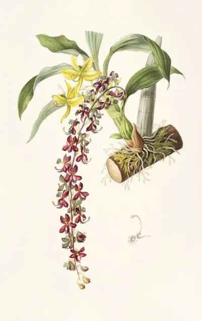 Cycnoches Egertonianum