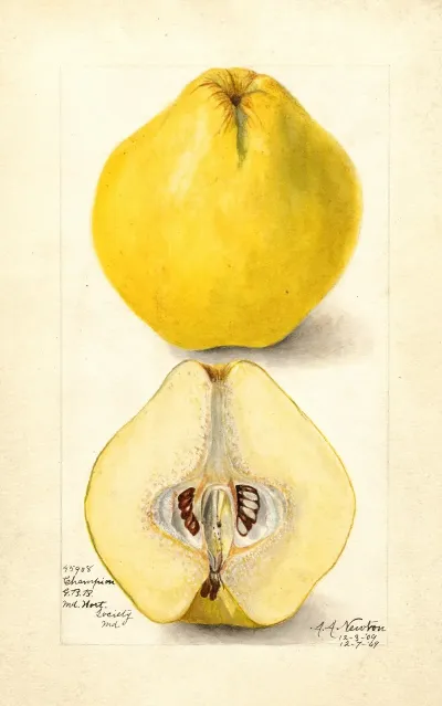 Cydonia Oblonga Champion