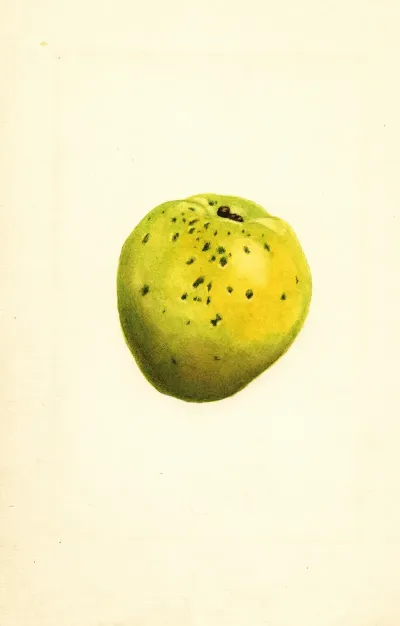Cydonia Oblonga