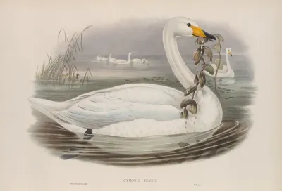 Cygnus Ferus Wild Swan Or Whooper