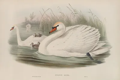 Cygnus Olor Mute Swan