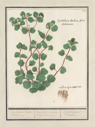 Cymbalaria Cymbalaria Vande Italiaenen Cijmbalaria Italica Folio Hederaceo Cymbalaire Ditalie