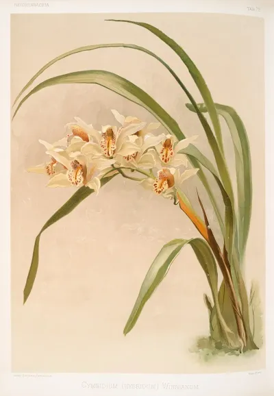 Cymbidium Hybridum Winnianum