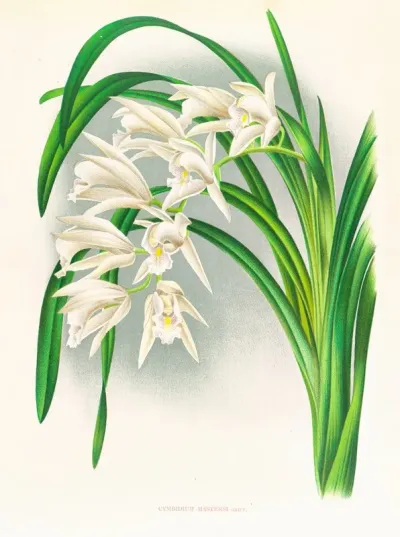 Cymbidium Mastersi