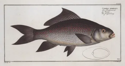 Cymbrinus Fimbriatus The Fringed Carp