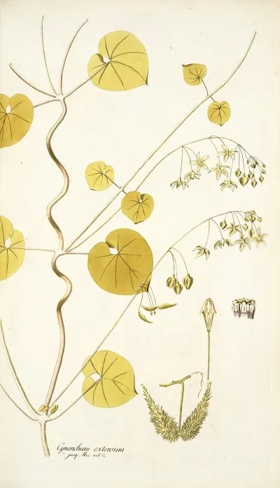Cynanchum Extensum