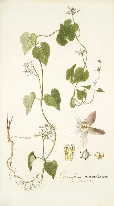 Cynanchum Monspeliacum
