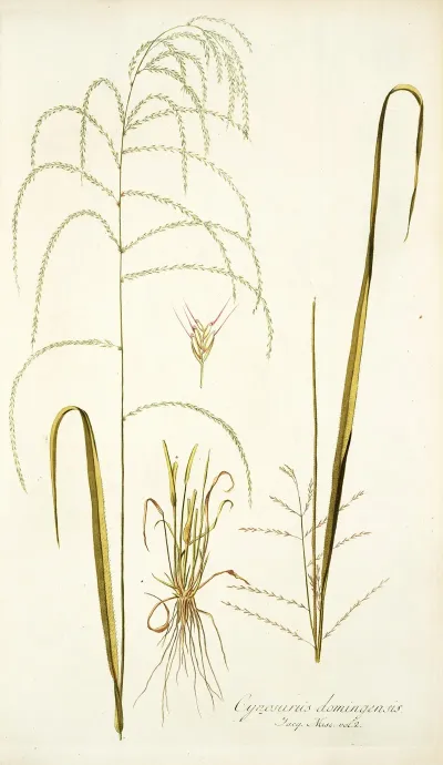 Cynosurus Domingensis