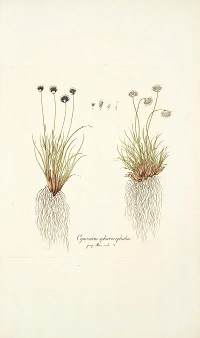 Cynosurus Sphaerocephalus