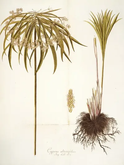 Cyperus Alternifolius