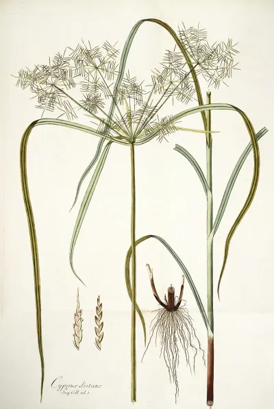 Cyperus Distans