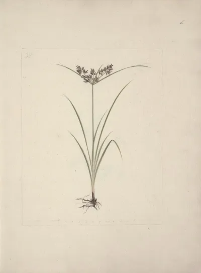 Cyperus Esculentus L Tiger Nut