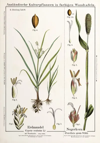 Cyperus Esculentus Penicillaria Spicata Knolcyperus Egyptische Gierst