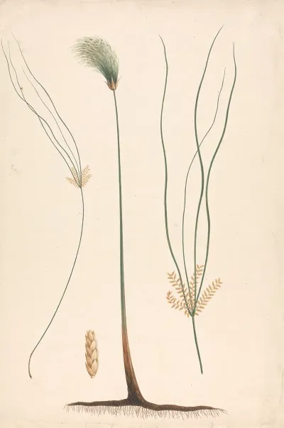 Cyperus Papyrus L Papyrus Sedge