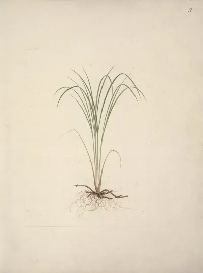 Cyperus Species 1