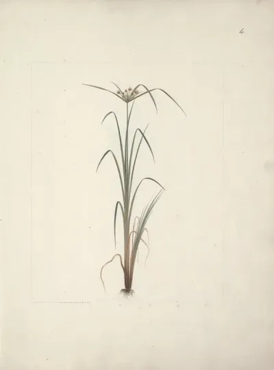 Cyperus Species 2