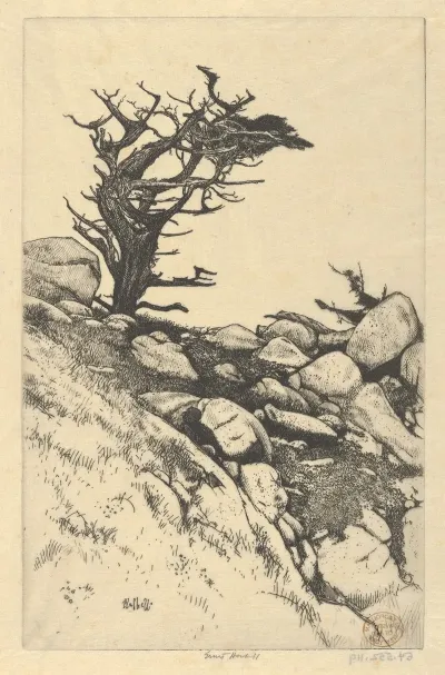 Cypress And Rocks