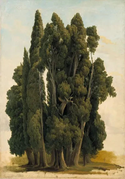Cypresses Study
